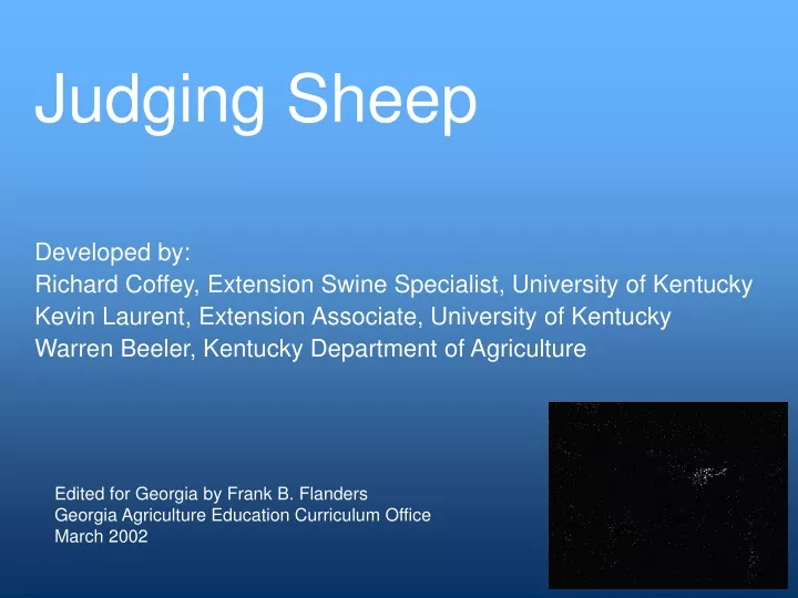 judging sheep