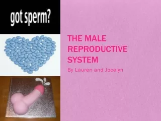 The male reproductive system