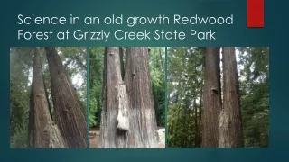 Science in an old growth Redwood Forest at Grizzly Creek State Park
