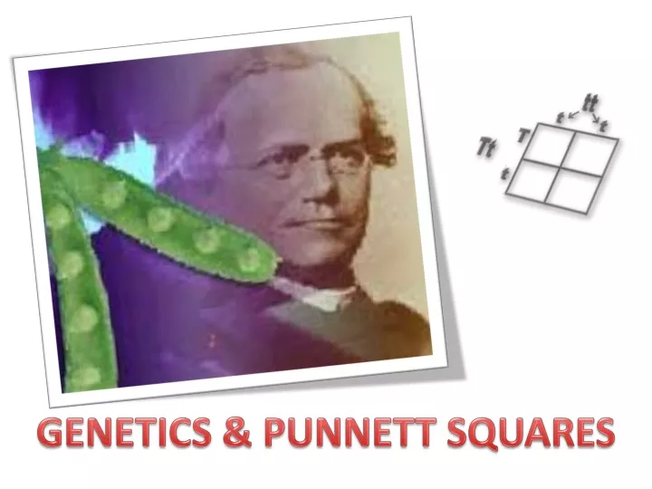 genetics punnett squares