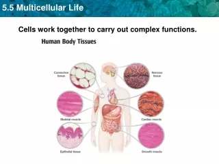 Cells work together to carry out complex functions.