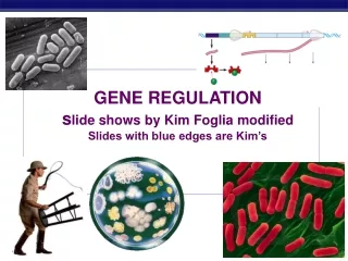 GENE REGULATION s lide shows by Kim Foglia modified Slides with blue edges are Kim’s