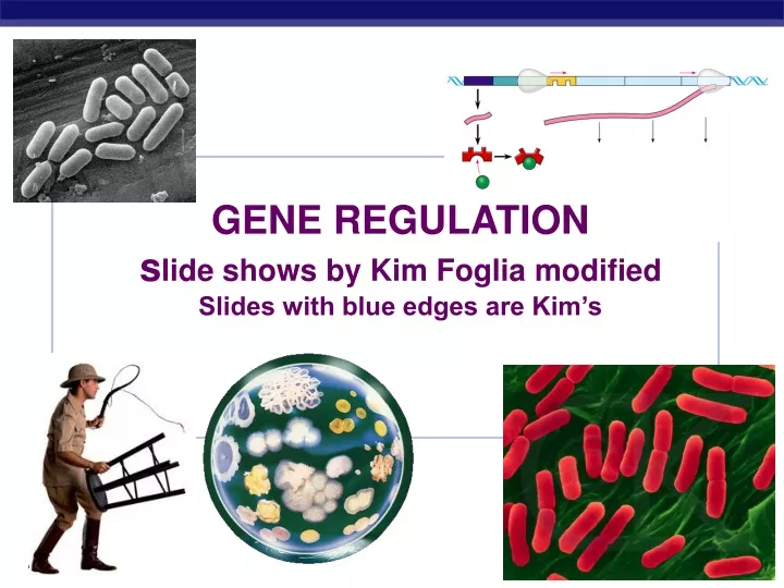 gene regulation s lide shows by kim foglia