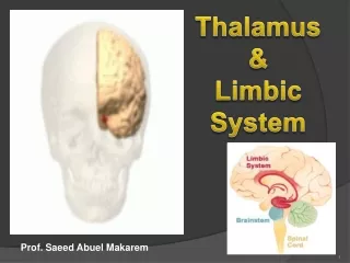 Thalamus  &amp;  Limbic System