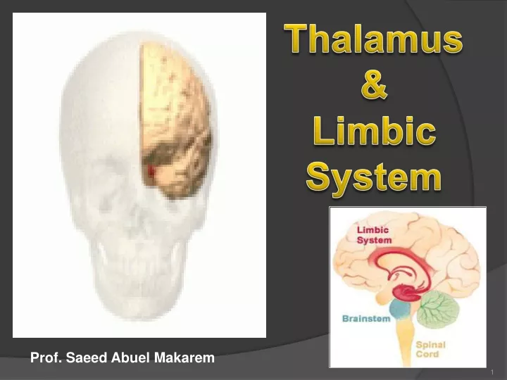 thalamus limbic system
