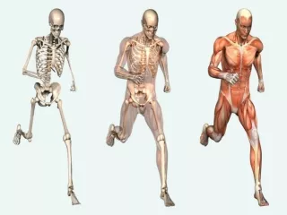 Assessment of the  Musculoskeletal System
