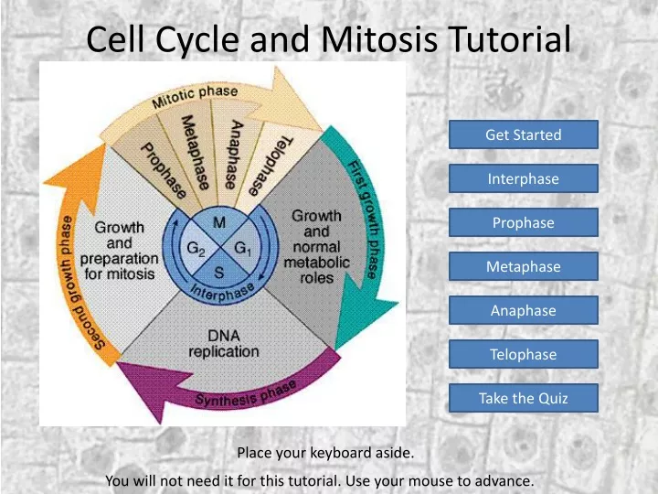cell cycle and mitosis tutorial