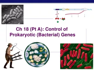 Ch 18 (Pt A): Control of  Prokaryotic (Bacterial) Genes