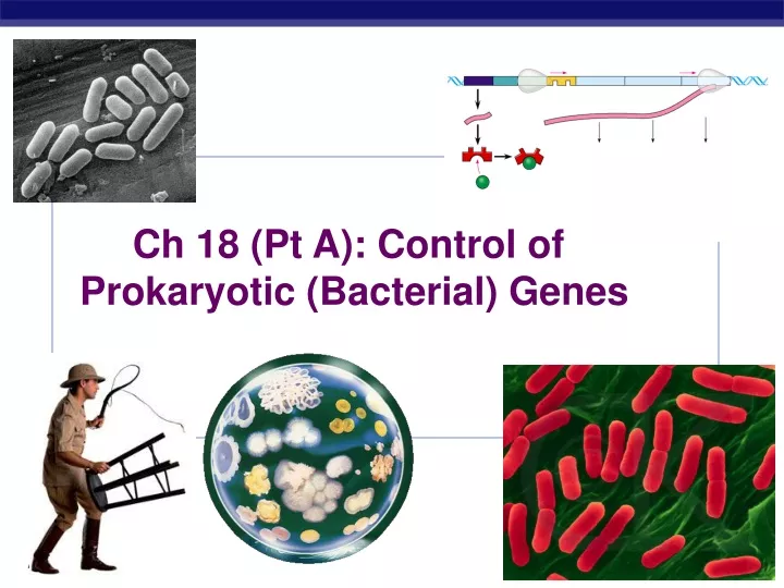 ch 18 pt a control of prokaryotic bacterial genes
