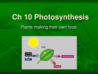 Ch 10 Photosynthesis