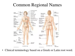 Common Regional Names