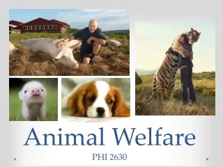 Animal Welfare PHI 2630