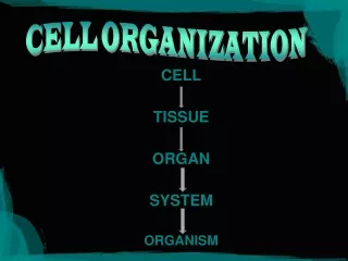 CELL ORGANIZATION