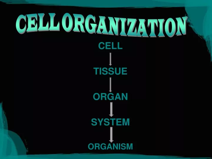 cell organization