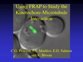 Using FRAP to Study the Kinetochore-Microtubule Interaction