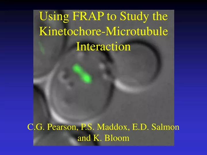 using frap to study the kinetochore microtubule