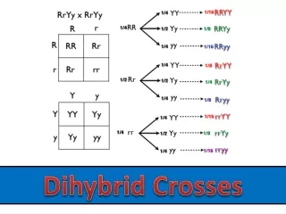 Dihybrid  Crosses