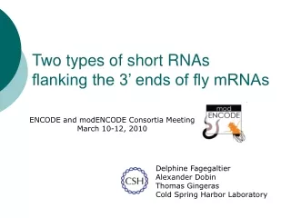 Two types of short RNAs  flanking the 3’ ends of fly mRNAs