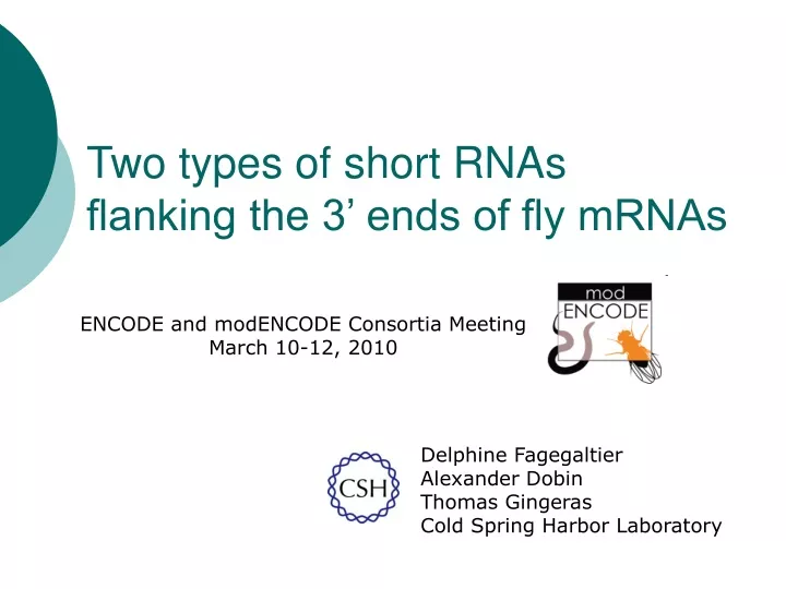 two types of short rnas flanking the 3 ends of fly mrnas
