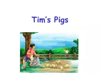 Tim’s Pigs