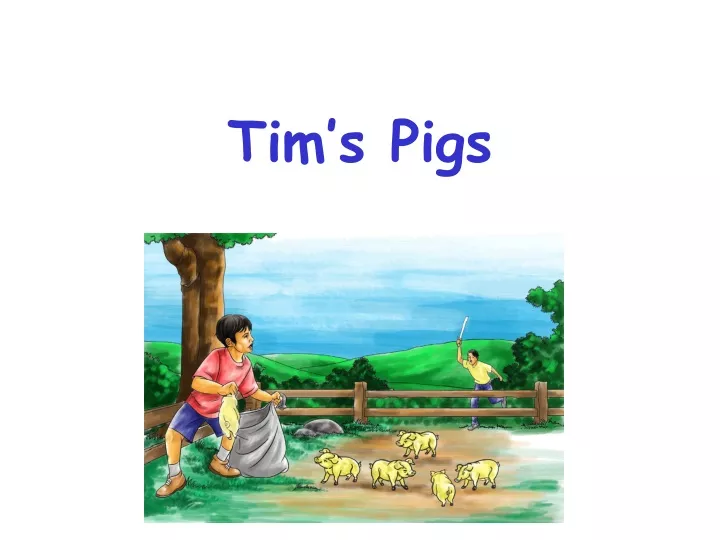 tim s pigs