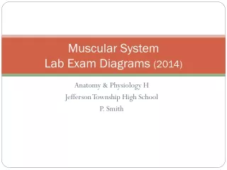 Muscular System  Lab Exam Diagrams  (2014)