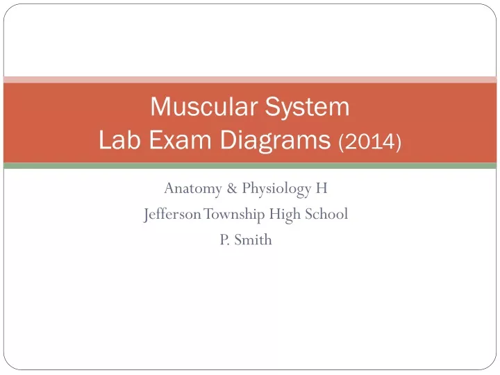 muscular system lab exam diagrams 2014