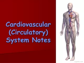 Cardiovascular  (Circulatory) System Notes