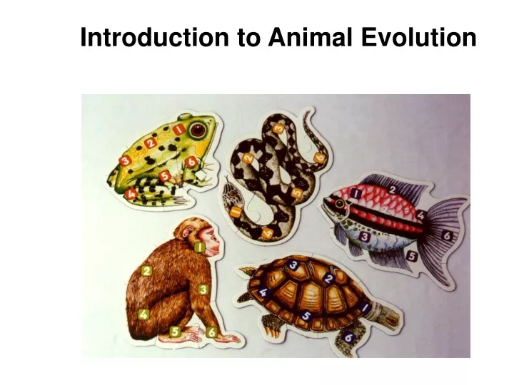 introduction to animal evolution