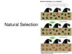Understanding Evolution: Darwin's Natural Selection Reasoning - slide 1