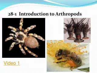 28-1  Introduction to Arthropods