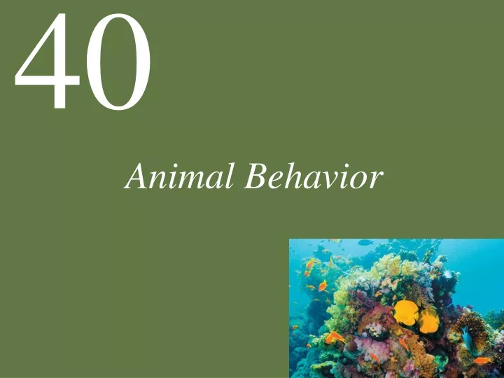 animal behavior