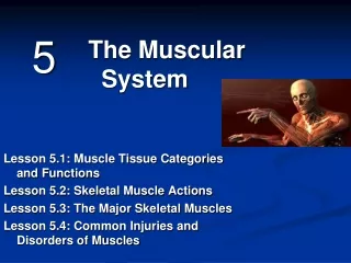 Lesson 5.1: Muscle Tissue Categories and Functions Lesson 5.2: Skeletal Muscle Actions