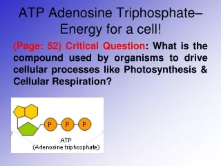 ATP Adenosine Triphosphate– Energy for a cell!