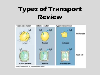 Types of Transport Review