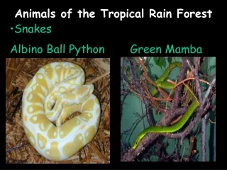 Animals of the Tropical Rain Forest