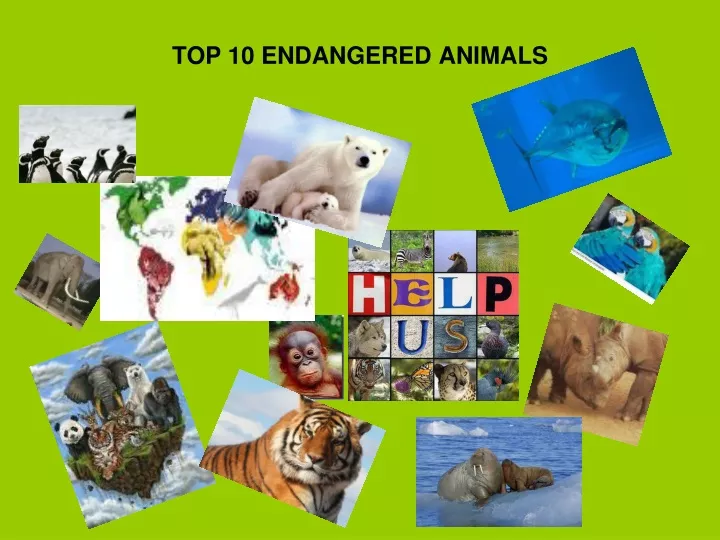 top 10 endangered animals
