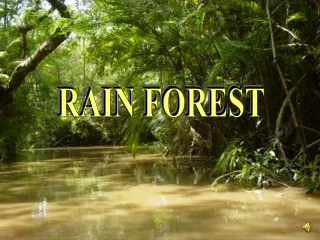 RAIN FOREST