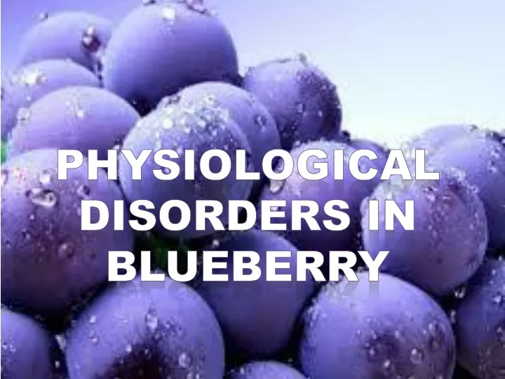 physiological disorders in blueberry