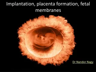 Implantation, placenta formation, fetal membranes