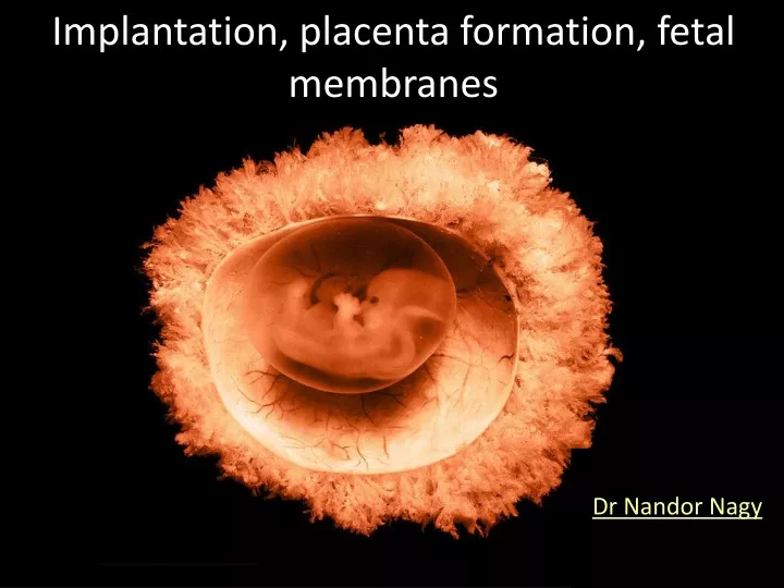 implantation placenta formation fetal membranes