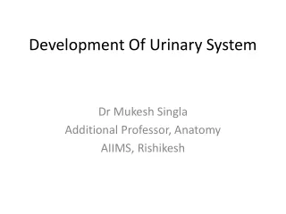 Development Of Urinary System