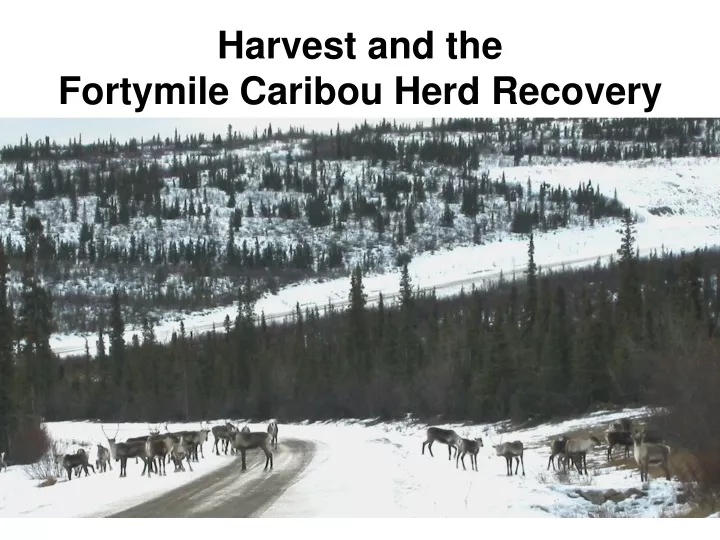 harvest and the fortymile caribou herd recovery