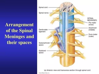 Arrangement of the Spinal Meninges and their spaces