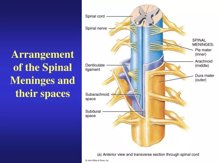 arrangement of the spinal meninges and their spaces