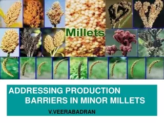 ADDRESSING PRODUCTION       	BARRIERS IN MINOR MILLETS V.VEERABADRAN