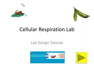 Cellular Respiration Lab
