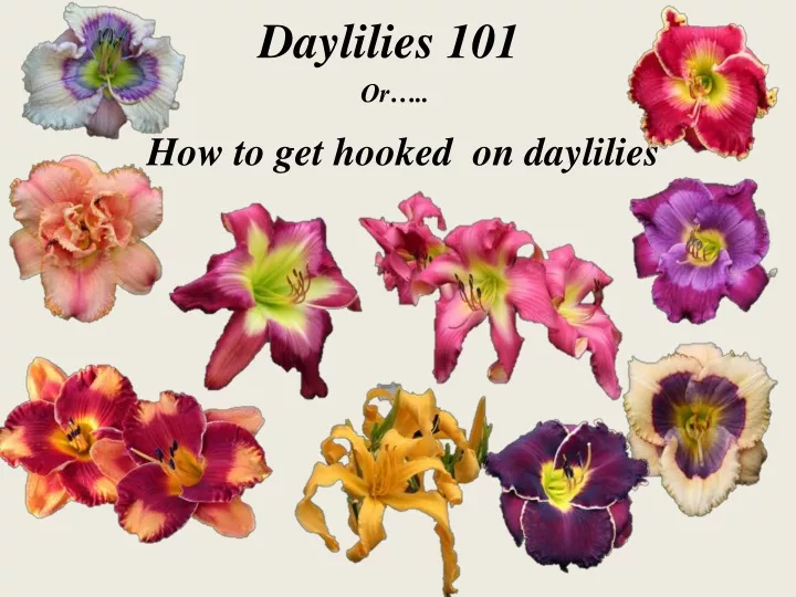 daylilies 101