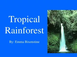Tropical  Rainforest
