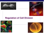 Cell Cycle Regulation & Cancer Development: Key Pathways & Treatments - slide 1